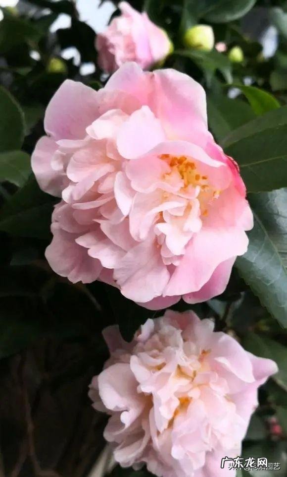 室内养什么带香味的花好 适合客厅养的带香味的花