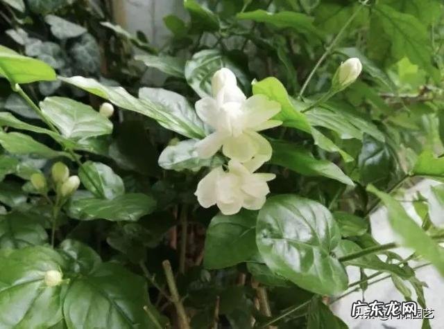 室内养什么带香味的花好 适合客厅养的带香味的花