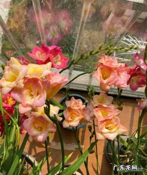 室内养什么带香味的花好 适合客厅养的带香味的花