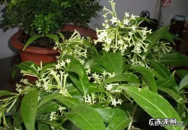 室内养什么带香味的花好 适合客厅养的带香味的花