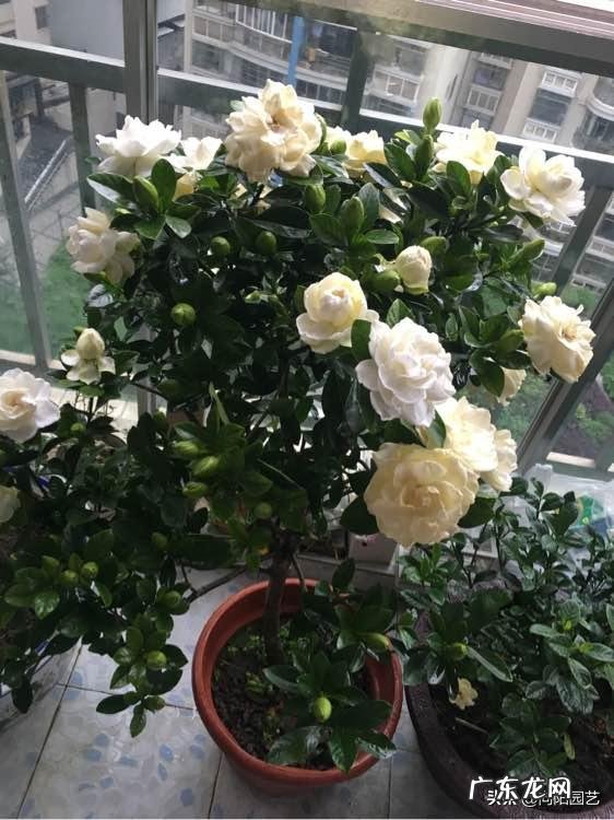 室内养什么带香味的花好 适合客厅养的带香味的花