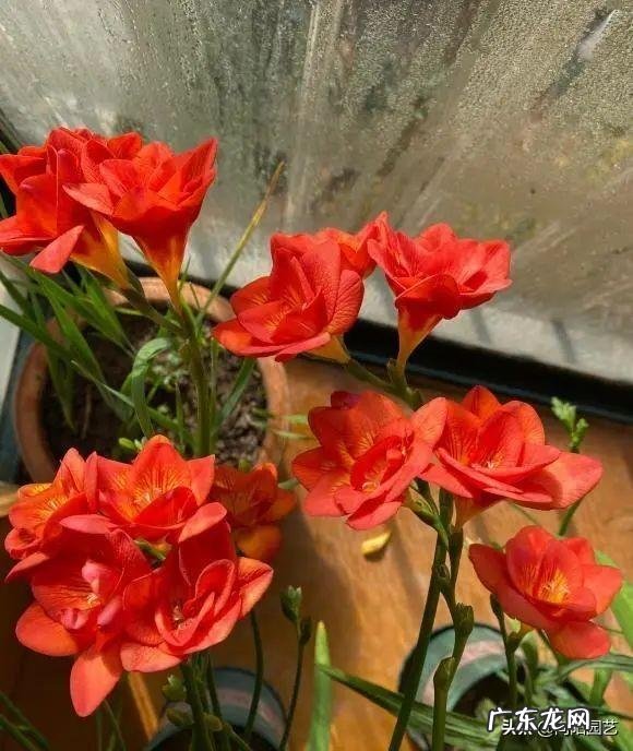 室内养什么带香味的花好 适合客厅养的带香味的花