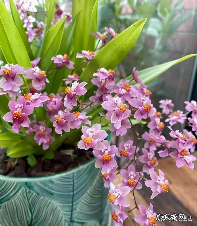 室内养什么带香味的花好 适合客厅养的带香味的花