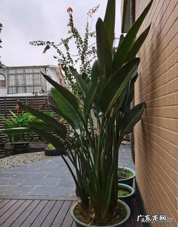 适合养在客厅的大型植物 适合养在客厅的大型绿植