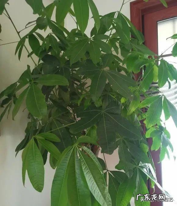 适合养在客厅的大型植物 适合养在客厅的大型绿植