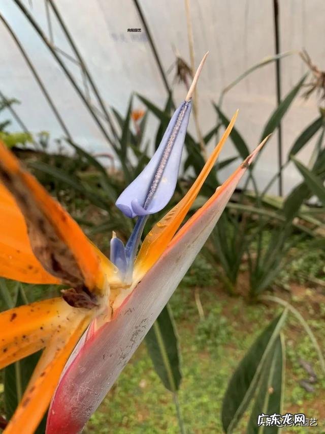 适合养在客厅的大型植物 适合养在客厅的大型绿植