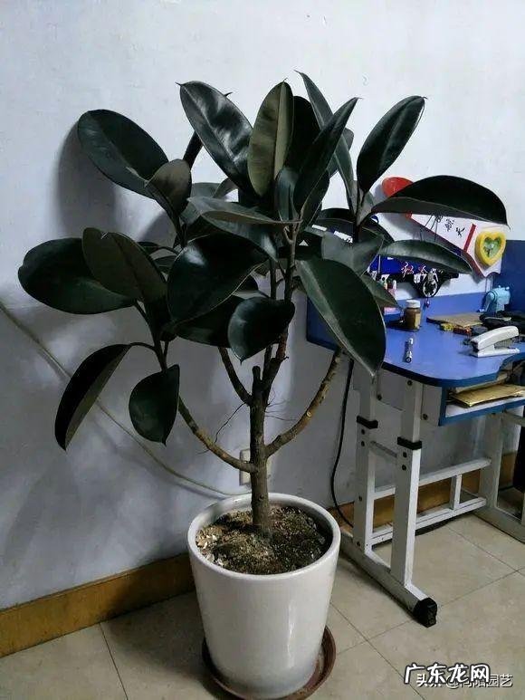 适合养在客厅的大型植物 适合养在客厅的大型绿植