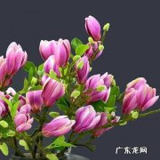 卧室可以放海棠花吗 海棠花能不能放客厅