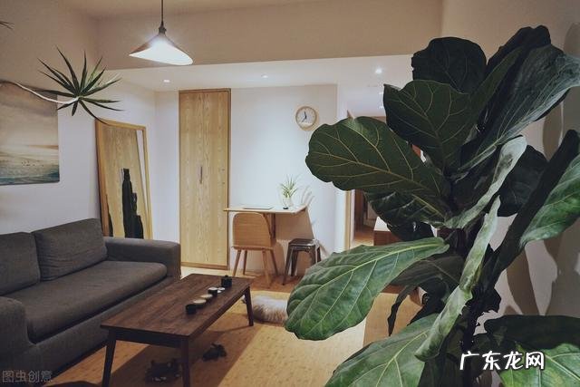 客厅放什么大绿植物好 客厅放什么大绿植好