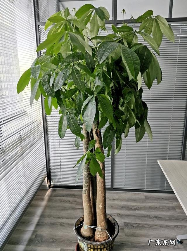 什么花适合放在客厅 放在客厅什么花比较好