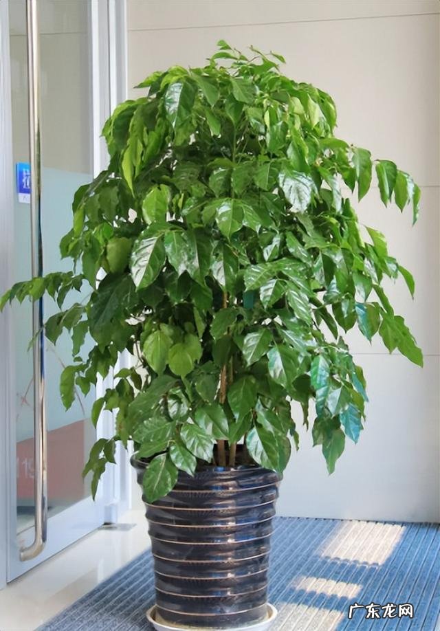 什么花适合放在客厅 放在客厅什么花比较好