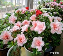 什么花适合放在客厅 放在客厅什么花比较好