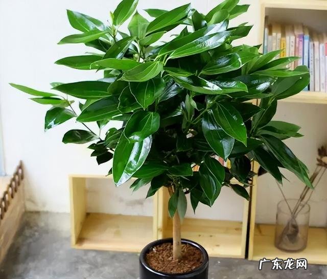 什么花适合放在客厅 放在客厅什么花比较好