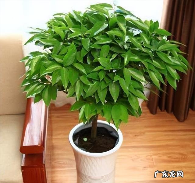 什么花适合放在客厅 放在客厅什么花比较好