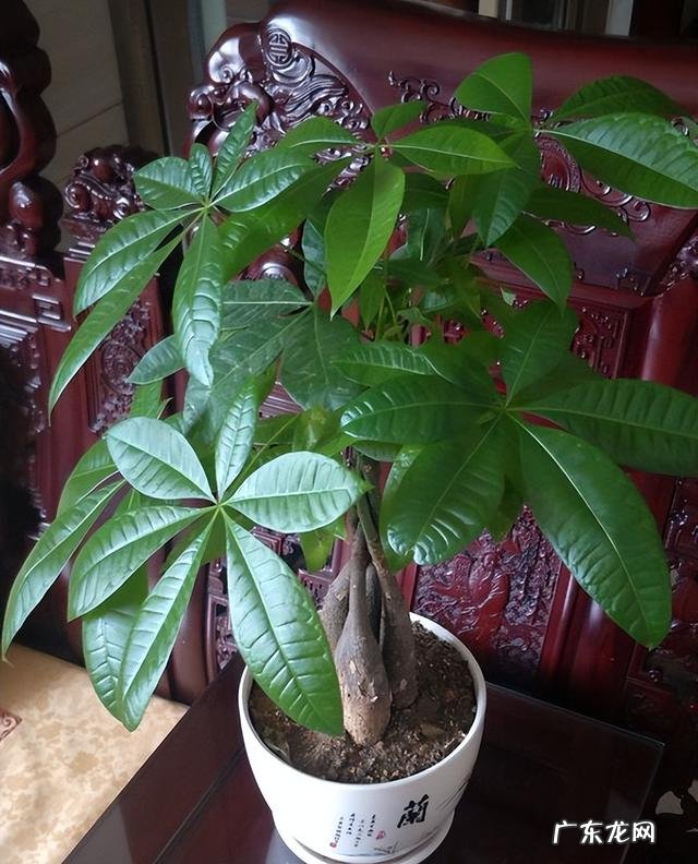 什么花适合放在客厅 放在客厅什么花比较好