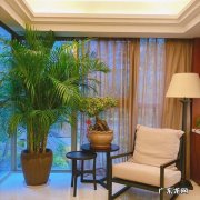 家里摆放散尾葵好吗 客厅放散尾葵好不好
