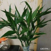 客厅里养富贵竹放几颗最好 客厅放几枝富贵竹好