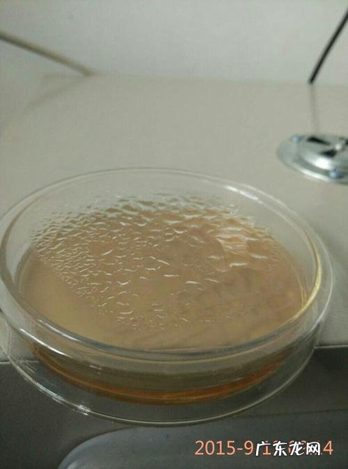 如何防止培养皿上的水蒸气