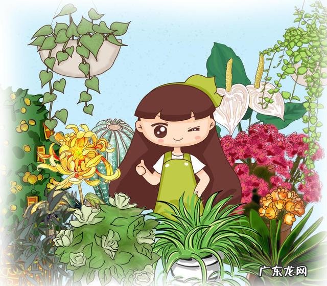 金钱树能在客厅养吗 金钱树适合在家里客厅养吗