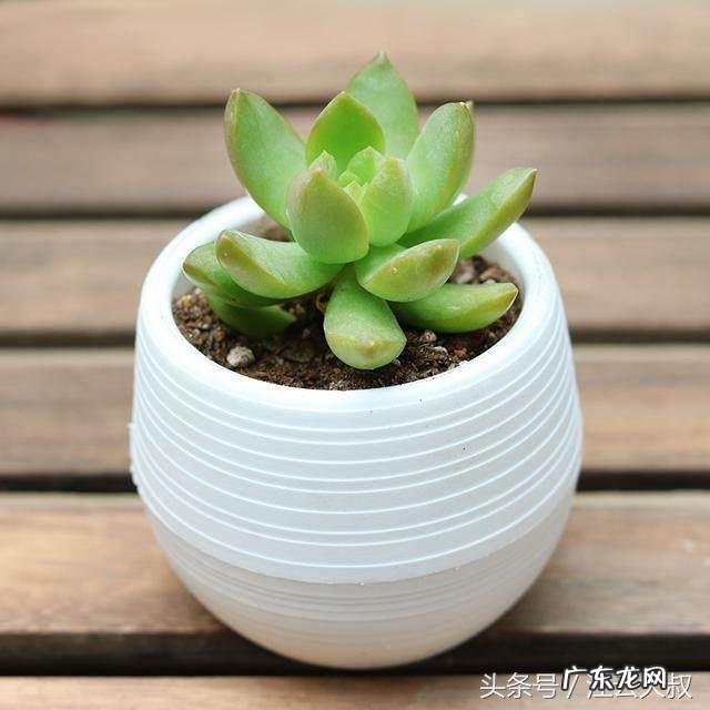 多肉植物可以放客厅里养吗 多肉可以放客厅养吗