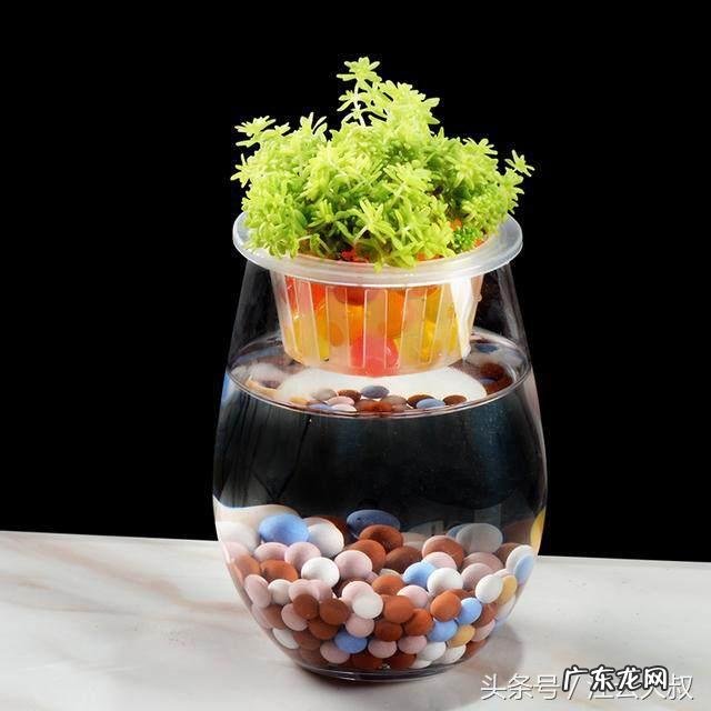 多肉植物可以放客厅里养吗 多肉可以放客厅养吗