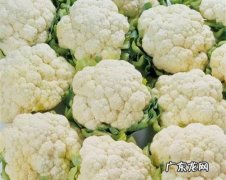 花菜是什么菜