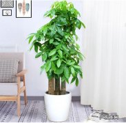 哪种花摆在客厅里好看又好养 客厅摆什么花好又好养
