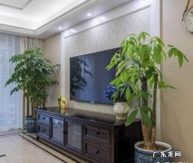 客厅放什么绿植物最好 客厅放那种绿植好