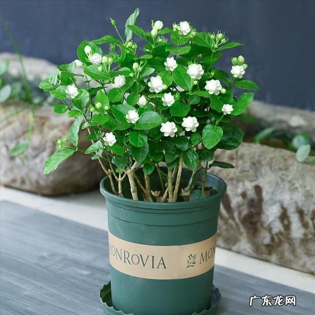 客厅摆花的位置 花应该摆在客厅哪里