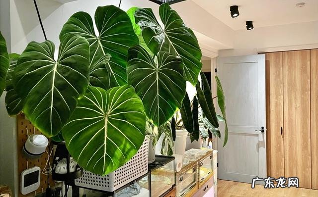 适合放客厅的大型绿植净化空气 适合放客厅的大型绿植