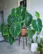 适合放客厅的大型绿植净化空气 适合放客厅的大型绿植