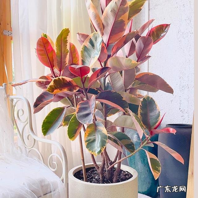 可以养在客厅的花都有哪些 可以在客厅养的花