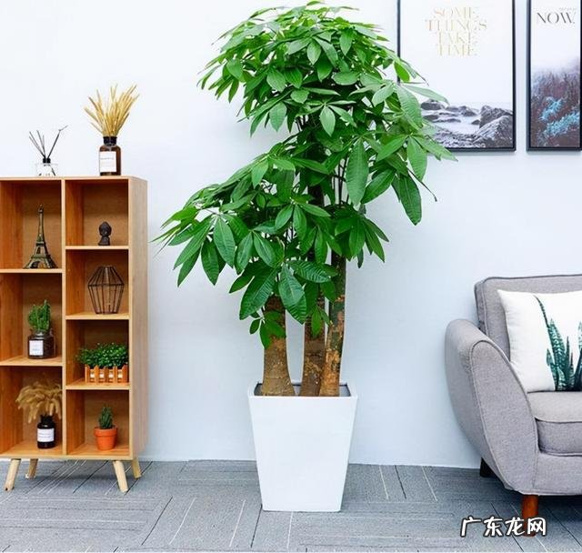 可以养在客厅的花都有哪些 可以在客厅养的花