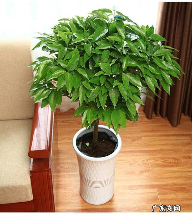 可以养在客厅的花都有哪些 可以在客厅养的花