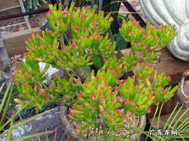 客厅里放几盆花最好 风水学上客厅放几盆花