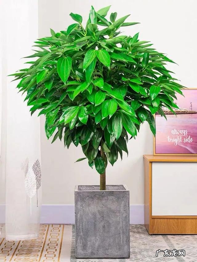 客厅里放几盆花最好 风水学上客厅放几盆花