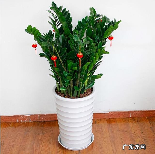 客厅里放几盆花最好 风水学上客厅放几盆花