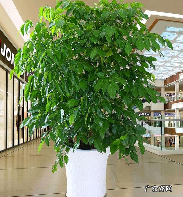 客厅里放几盆花最好 风水学上客厅放几盆花