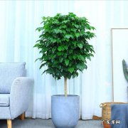 客厅里放几盆花最好 风水学上客厅放几盆花