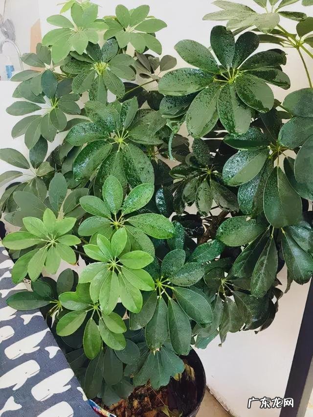 客厅里放几盆花最好 风水学上客厅放几盆花