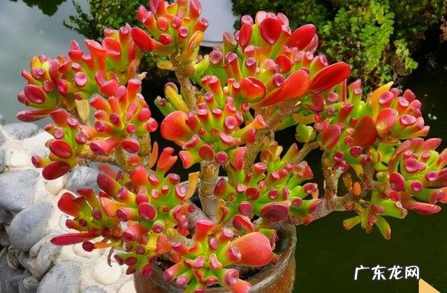 客厅里放几盆花最好 风水学上客厅放几盆花