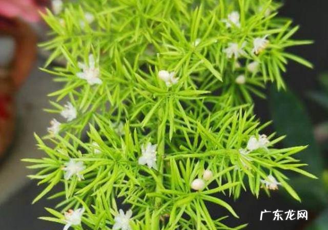家中放发财树好不好 家里客厅放发财树好不好