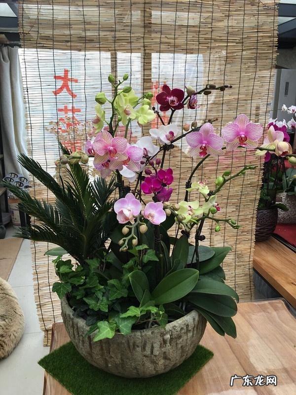 客厅见不到阳光养什么花 不见光的客厅放什么花