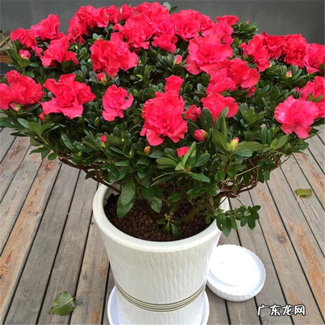 客厅见不到阳光养什么花 不见光的客厅放什么花