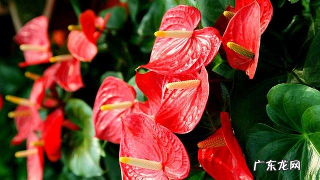 客厅见不到阳光养什么花 不见光的客厅放什么花