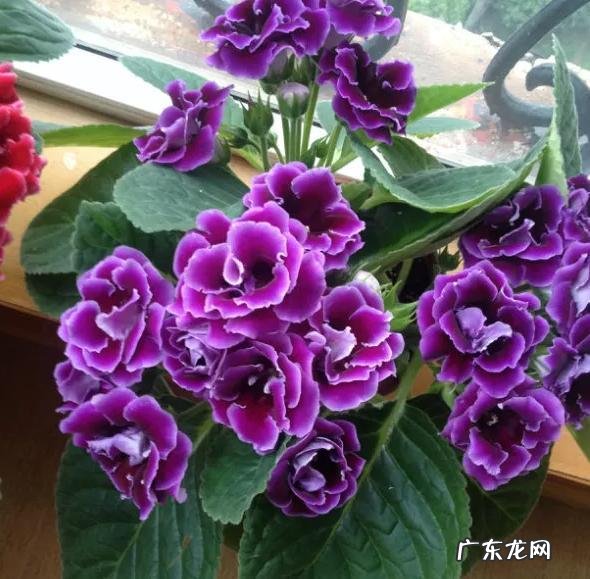 客厅见不到阳光养什么花 不见光的客厅放什么花