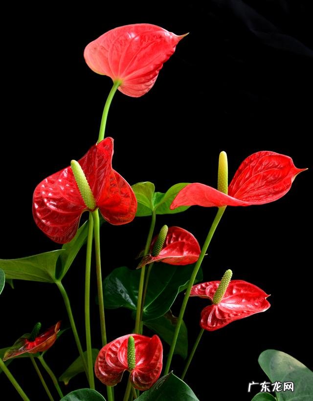 客厅见不到阳光养什么花 不见光的客厅放什么花