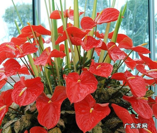 客厅见不到阳光养什么花 不见光的客厅放什么花