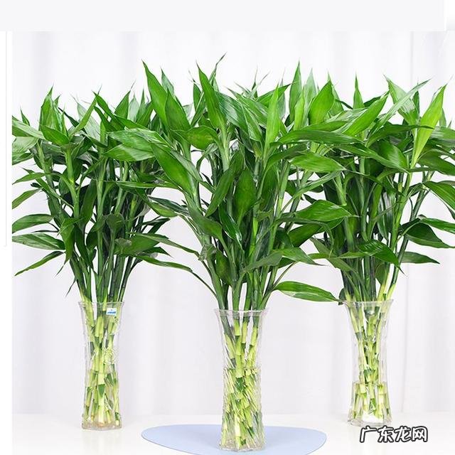 客厅见不到阳光养什么花 不见光的客厅放什么花