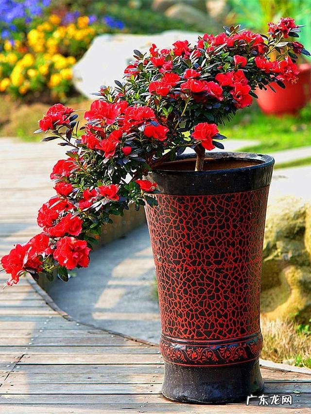 客厅见不到阳光养什么花 不见光的客厅放什么花